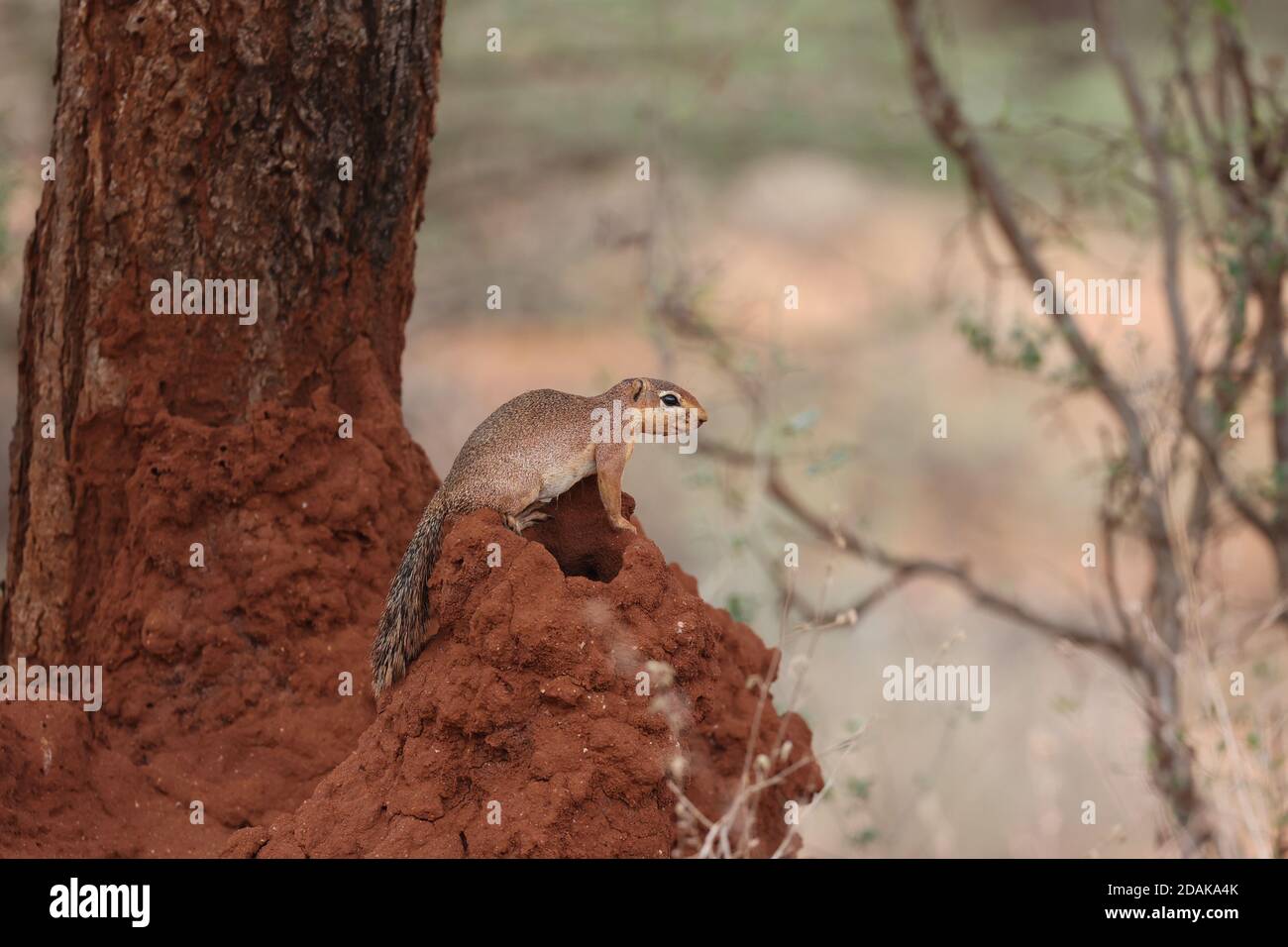 Ground squirrel on termite mound Samburu Kenya Stock Photo