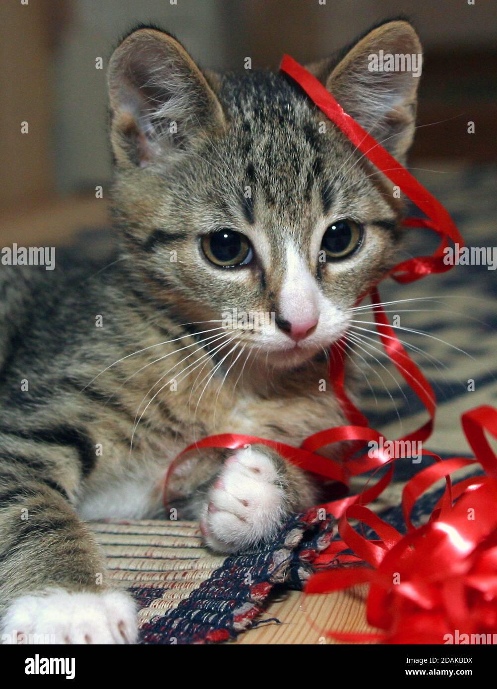 nice tabby kitten playing red clew Stock Photo