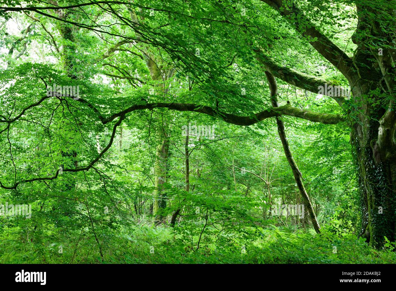 Old beech tree, Fagus sylvatica, in the forest of Saint Sauveur le