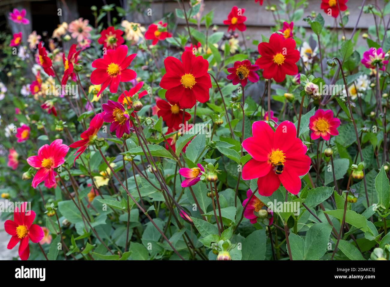 Dahlias Uk High Resolution Stock Photography and Images - Alamy