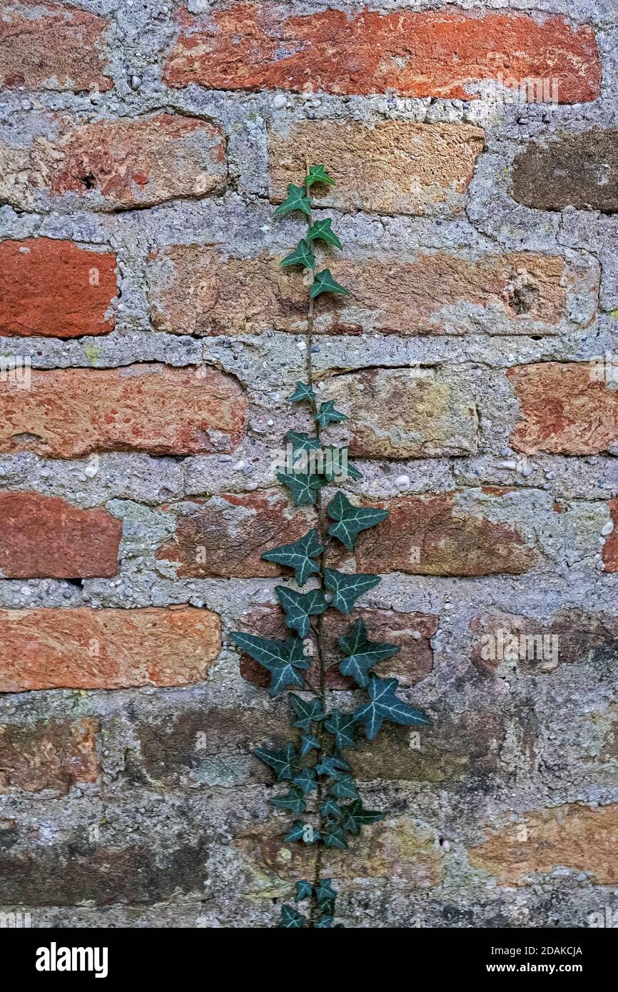 a single ivy shoot climbs up a brick wall Stock Photo