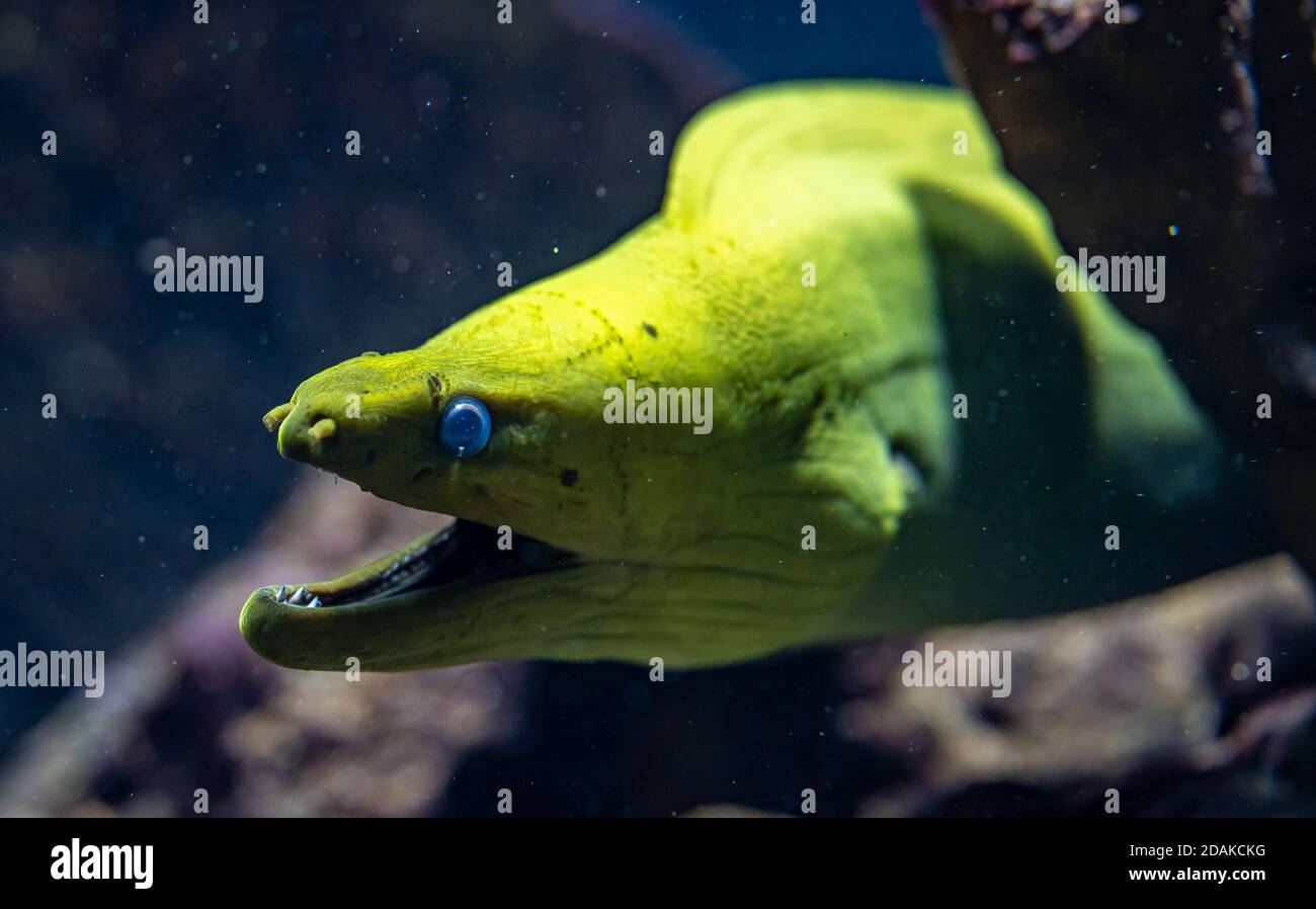 Close up of Green morey eel, moray eel of the family Muraenidae is looking our from its hiding place Stock Photo