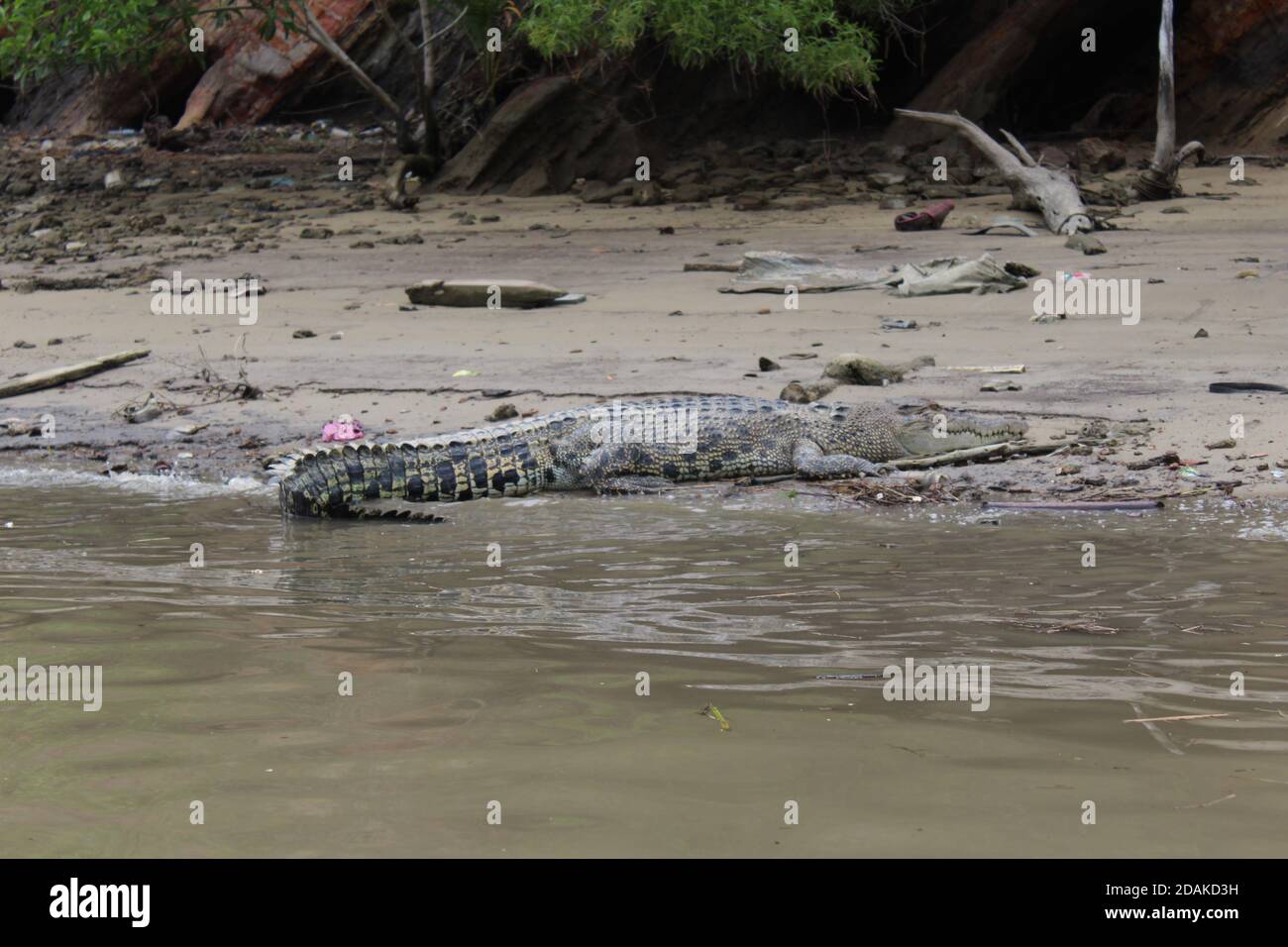 Lone Crocodile in Bandar Seri Begawan City Center, Brunei Darussalam on Borneo. Stock Photo