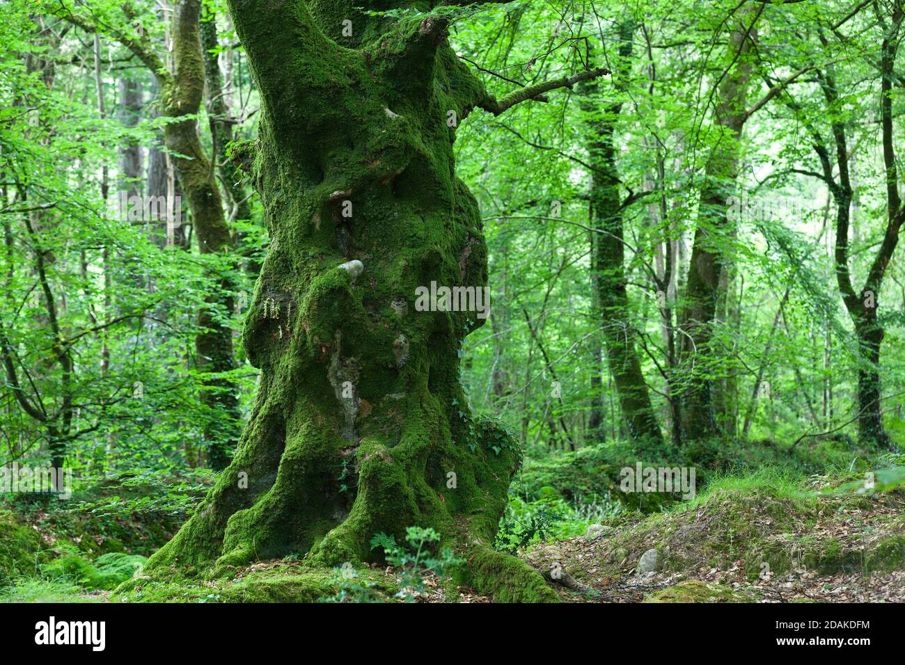 Old beech in the forest of Saint-Sauveur-le-Vicomte, 50390. Cotentin peninsula Normandy. Stock Photo