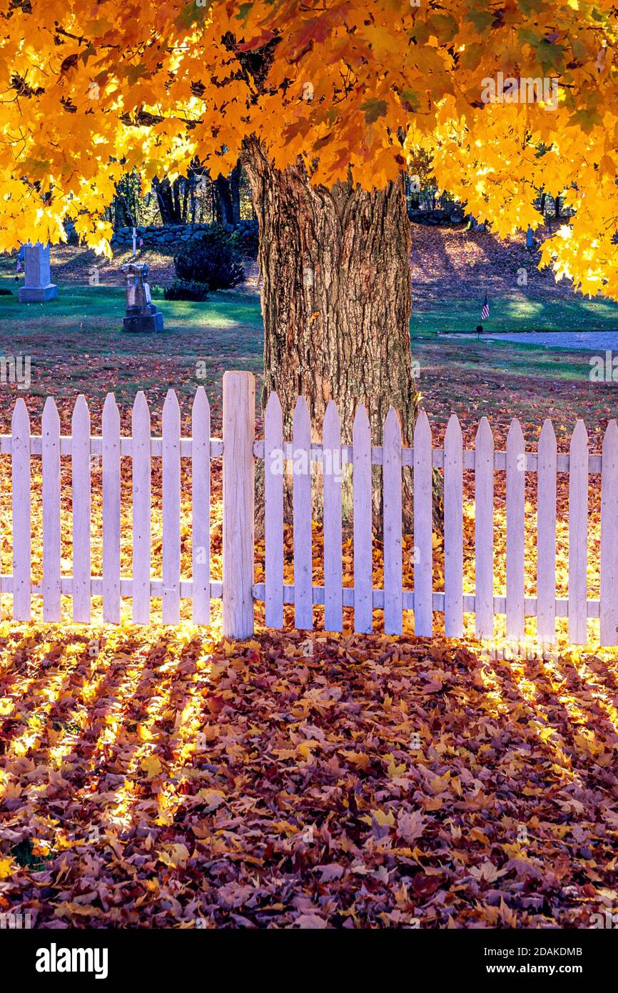 A colorful maple tree and a white picket fence in a rural Massachusetts
