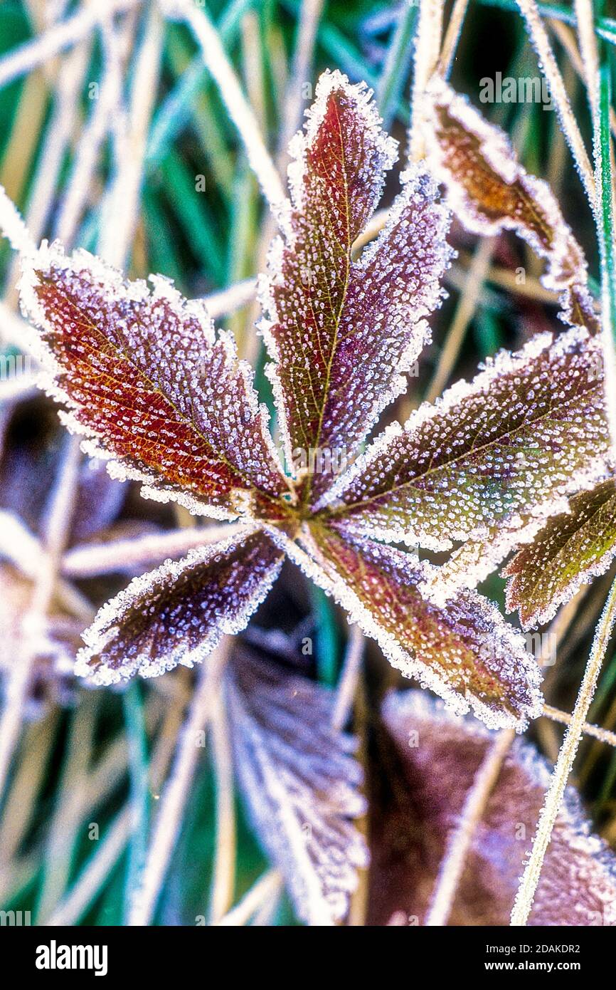 Frost covered leaves on an early fall morning Stock Photo