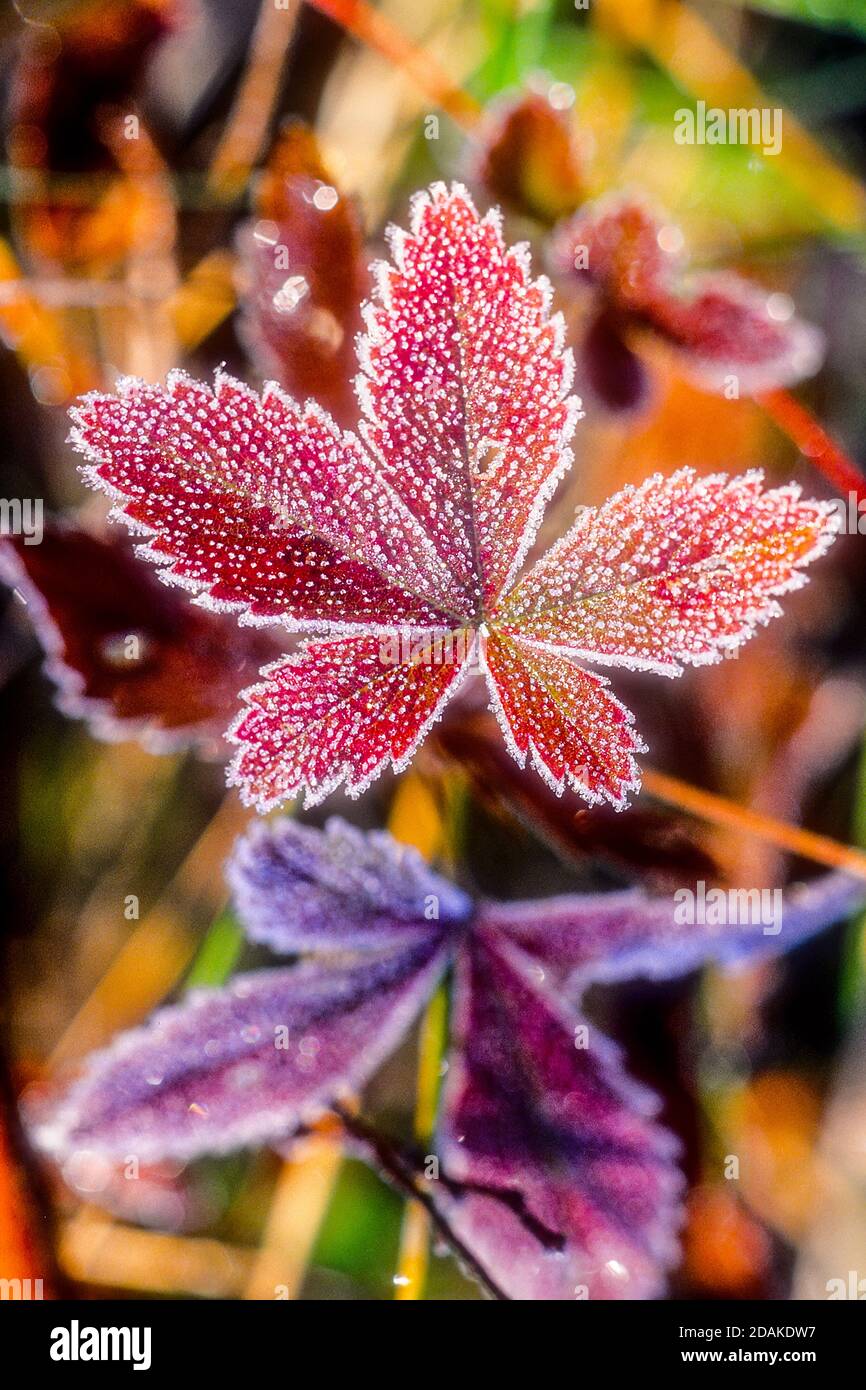 Frost covered leaves on an early fall morning Stock Photo