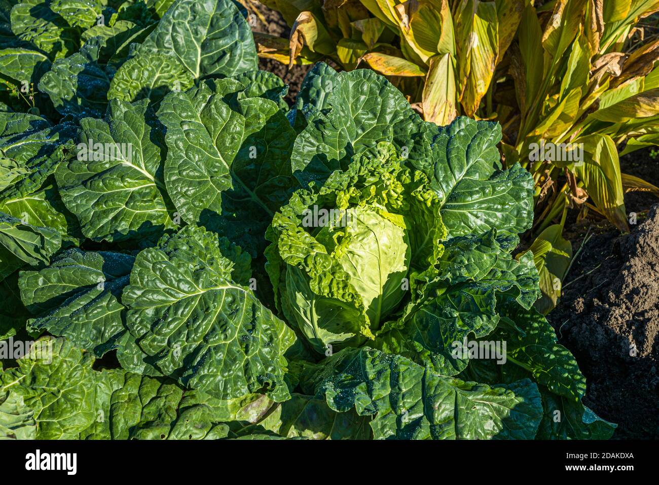 Bamberg savoy cabbage in close proximity to Bamberg ginger and Bamberg turmeric. The Market Gardeners’ District of Bamberg is on the UNESCO World Heritage List since 1993 Stock Photo