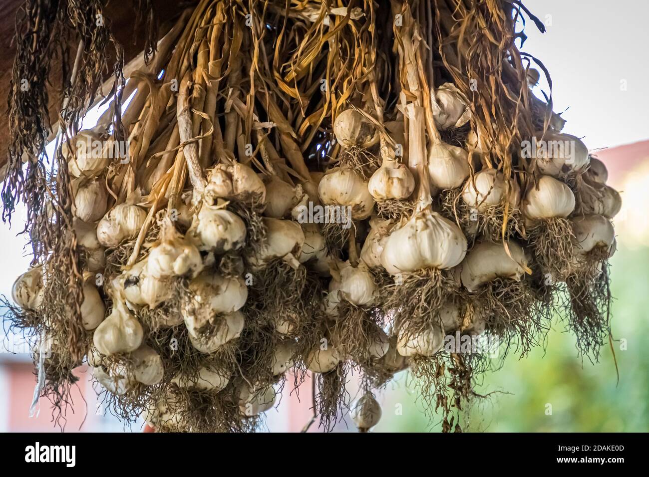 Bamberg garlic on Sebastian Niedermaier's farm. As in the past, the garlic is sold in bunches. The Market Gardeners’ District of Bamberg is on the UNESCO World Heritage List since 1993 Stock Photo