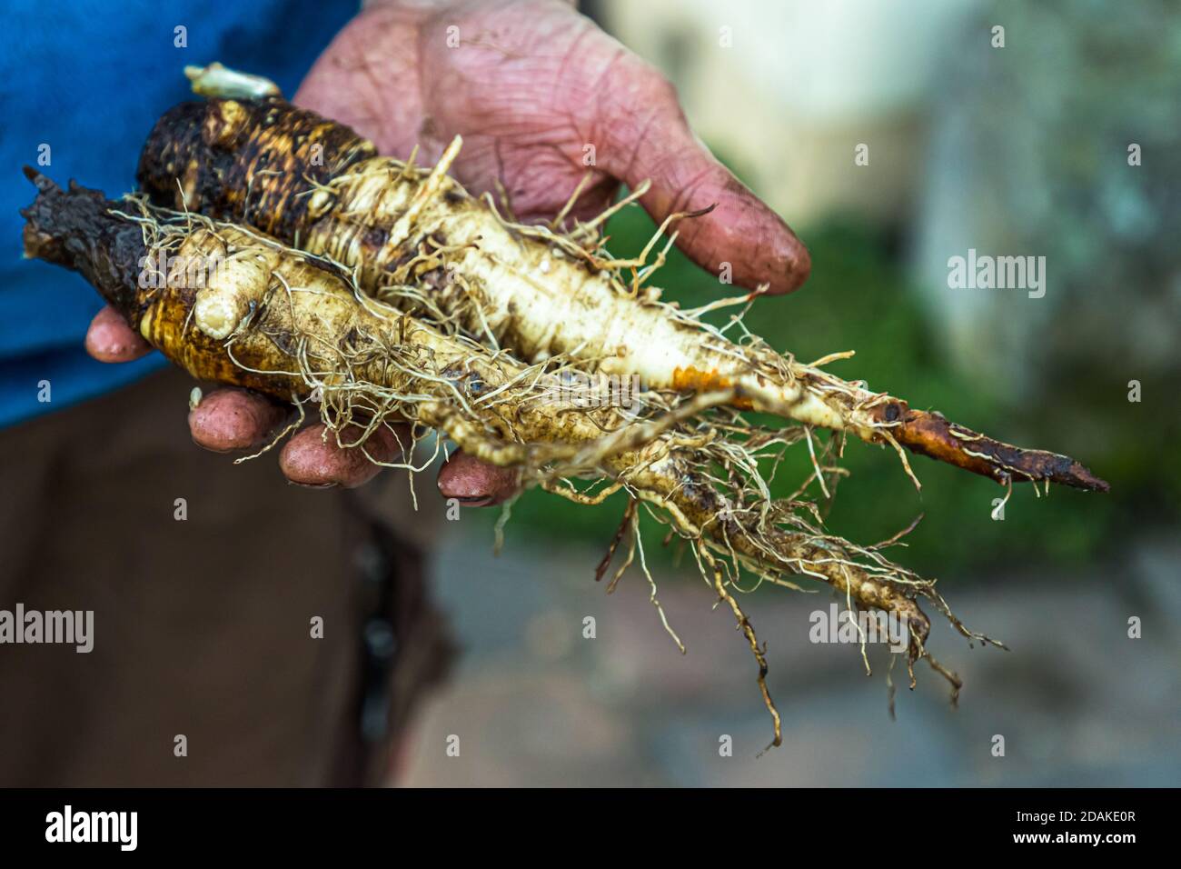 Sebastian Niedermaier also likes to confront his customers with new types of vegetables. He presents goatsbeard, which is an alternative to black salsify. The Market Gardeners’ District of Bamberg is on the UNESCO World Heritage List since 1993 Stock Photo