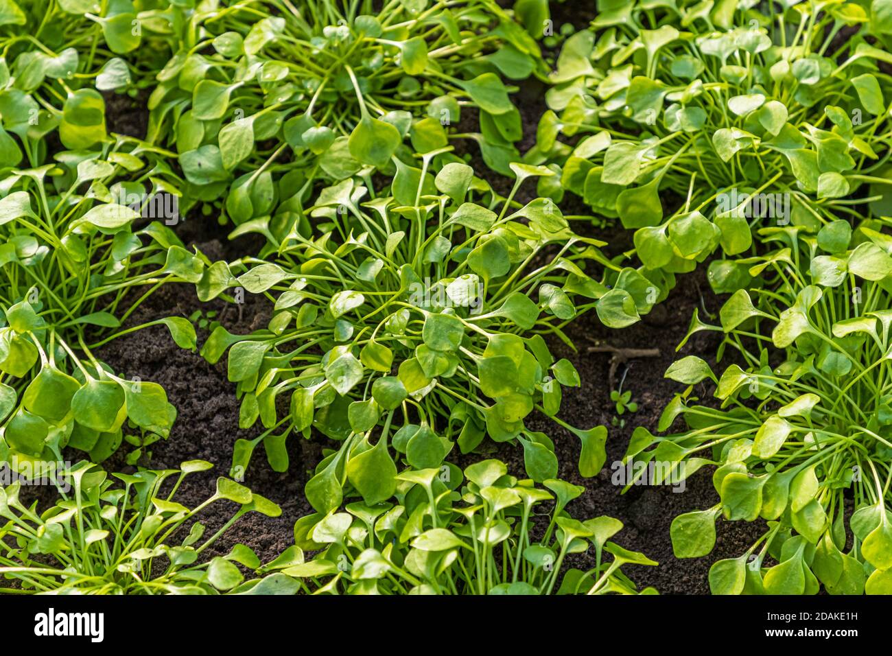 The Market Gardeners’ District of Bamberg is on the UNESCO World Heritage List since 1993 Stock Photo