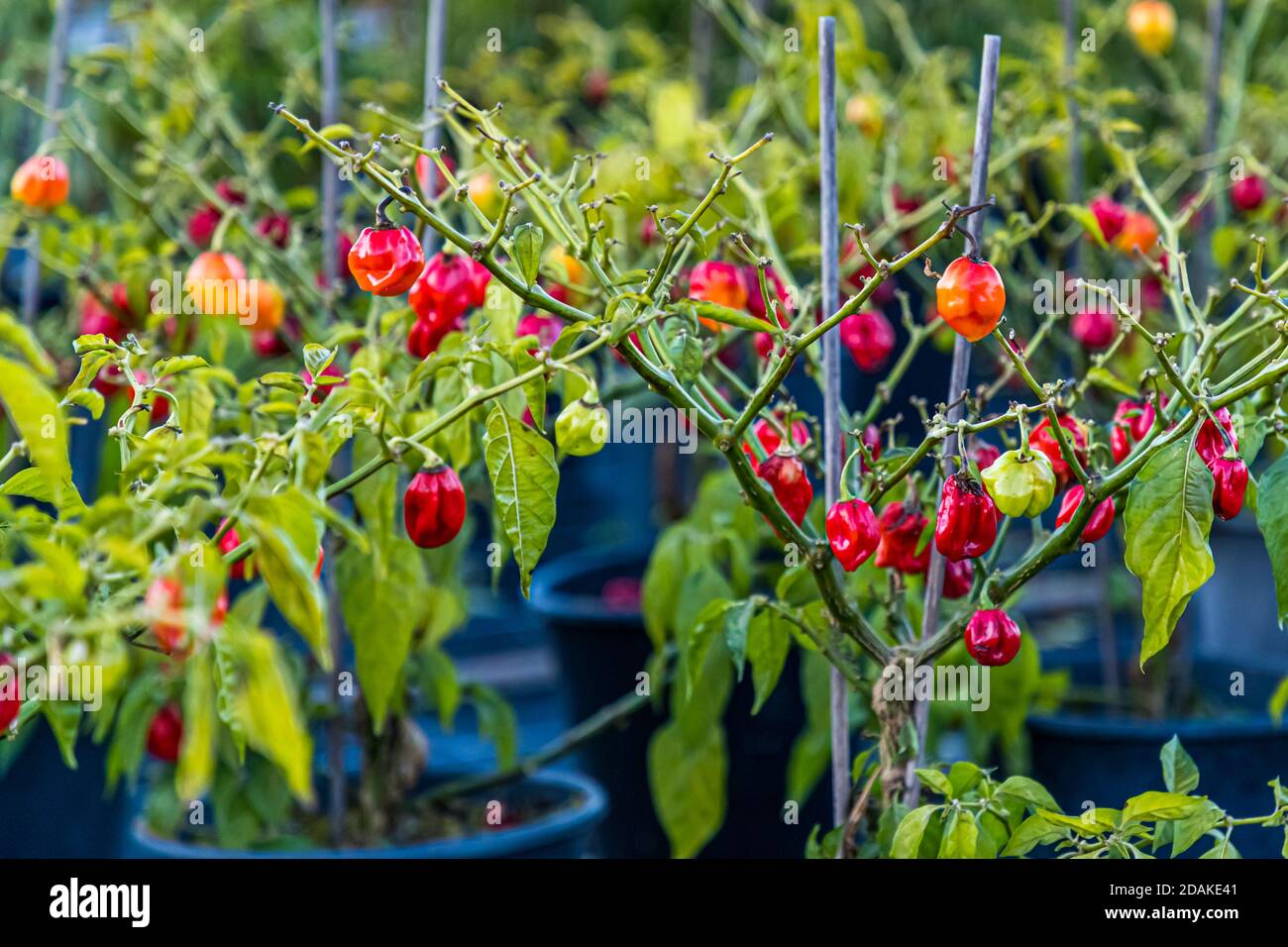 The Market Gardeners’ District of Bamberg is on the UNESCO World Heritage List since 1993 Stock Photo