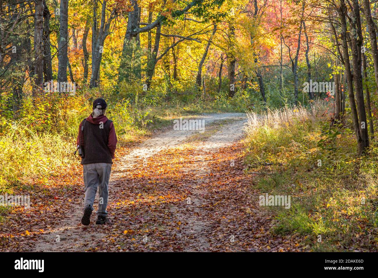 Woman walking in the Birch Hill Reservation Stock Photo