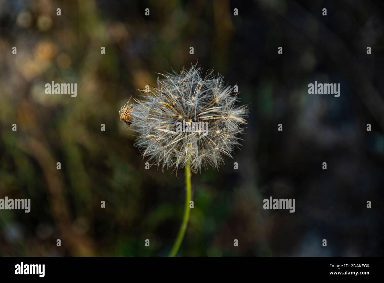 closeup of a dandelion on an unfocused background Stock Photo