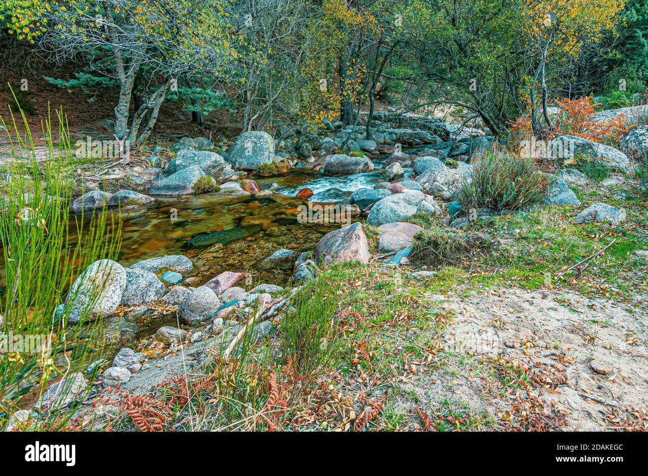 closeup of mountain stream in the middle of the forest and surrounded by rocks. Guadarrama National Park. Madrid. Spain. Stock Photo