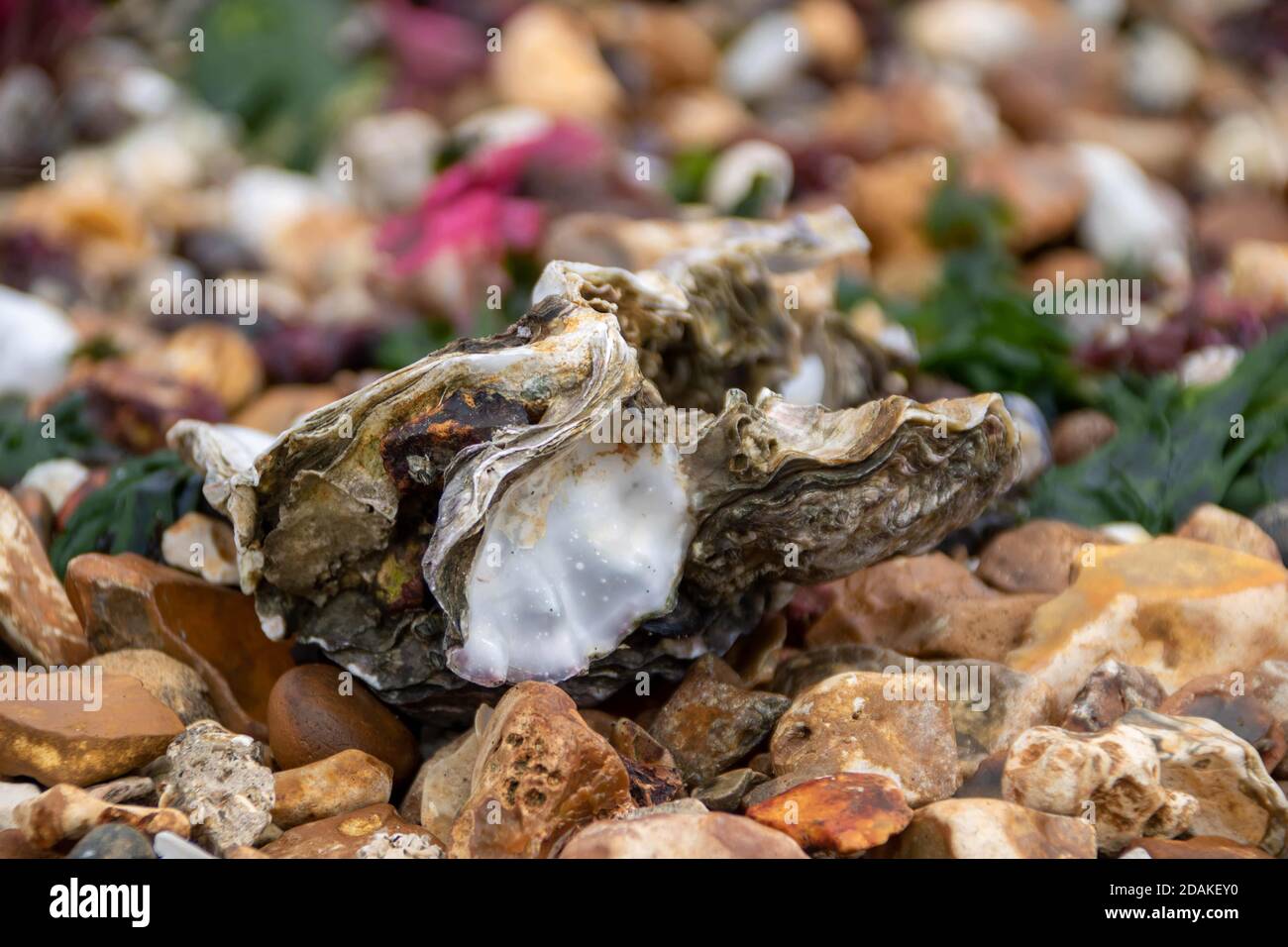 beautiful oyster shell on the beach Stock Photo