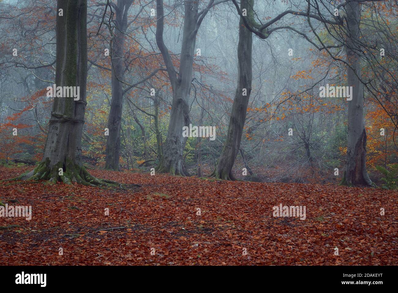 Clearing in the foggy woods in autumn. Polkemmet Country Park, West Lothian, Scotland Stock Photo