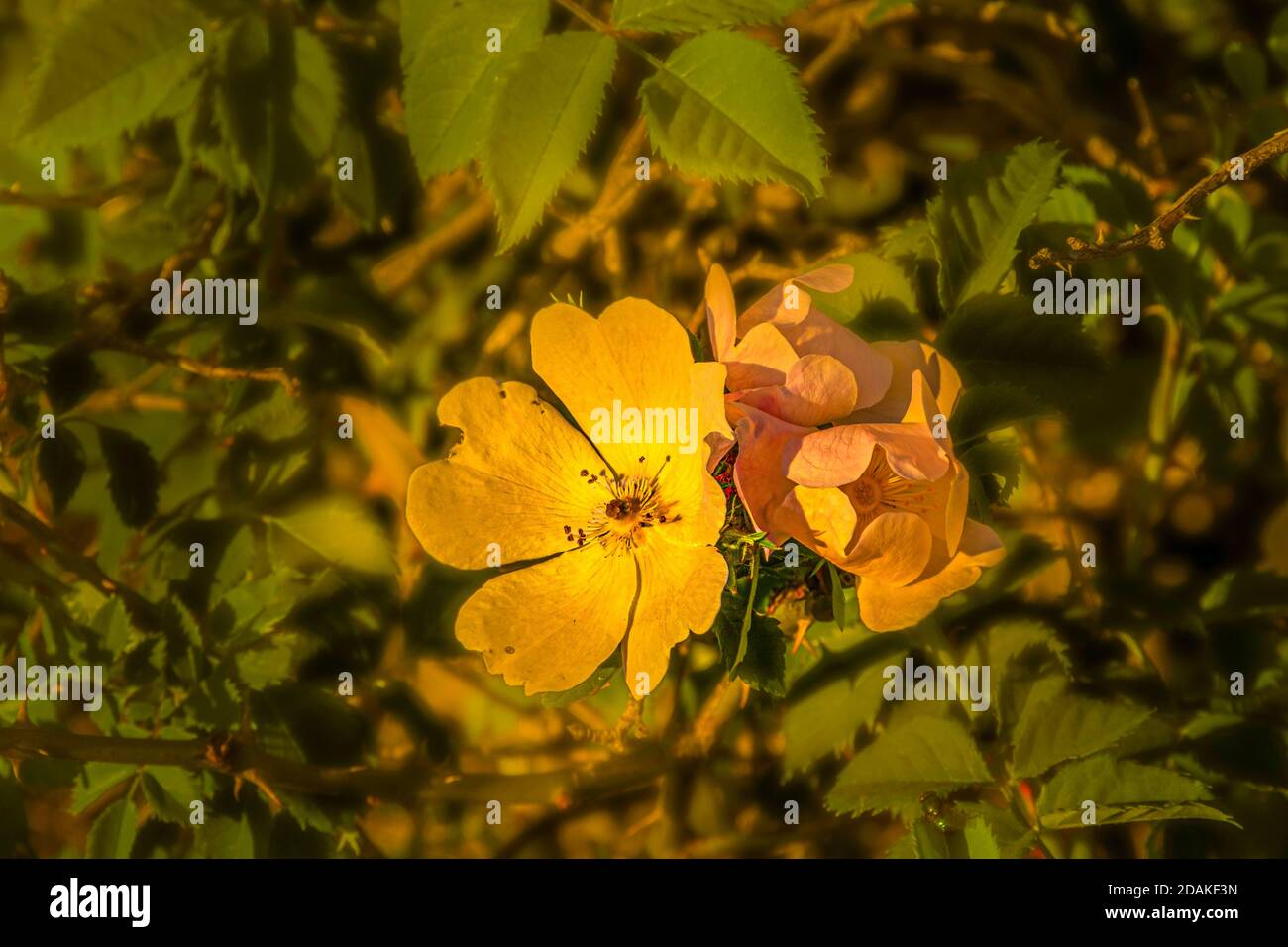 close-up of wild yellow flower surrounded by vegetation Stock Photo