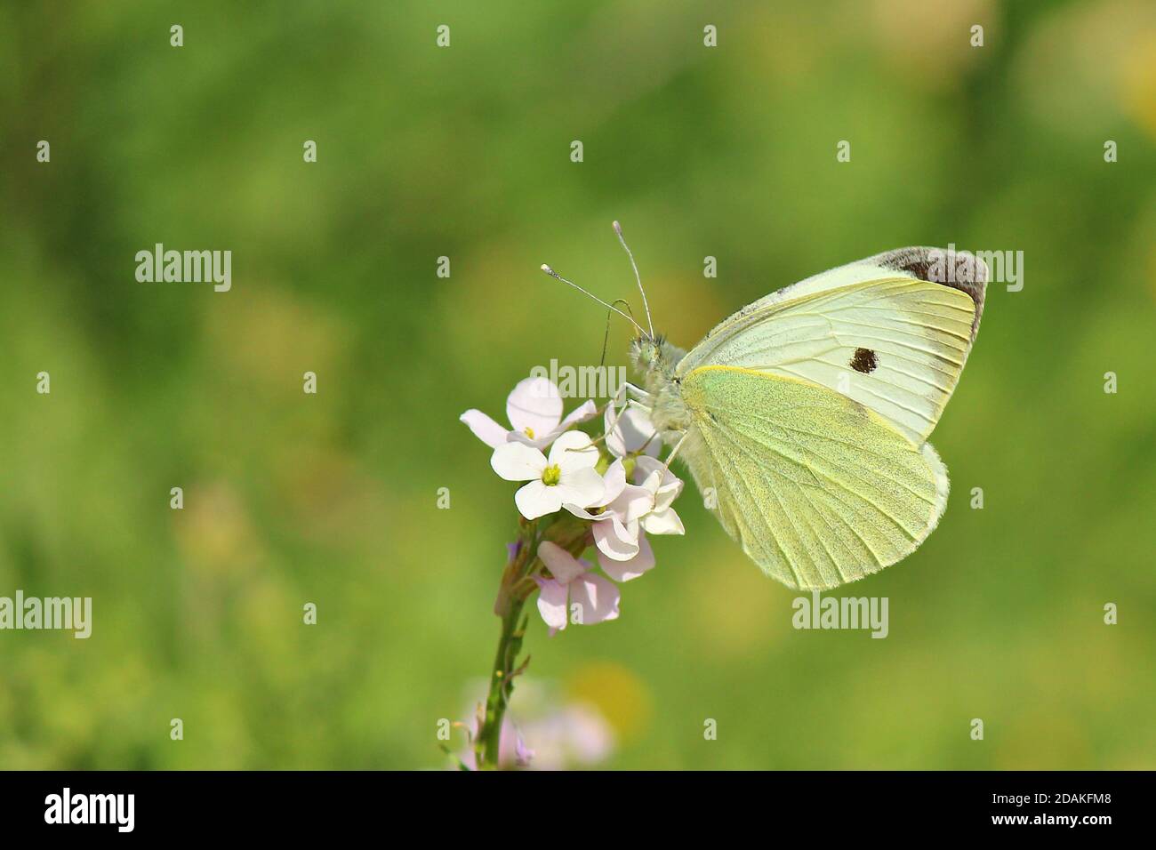 Butterfly, Cabbage White, Pieris rapae, nectaring on blooming purple Phlox subulata. Female European Large Cabbage White butterfly Pieris brassicae fe Stock Photo