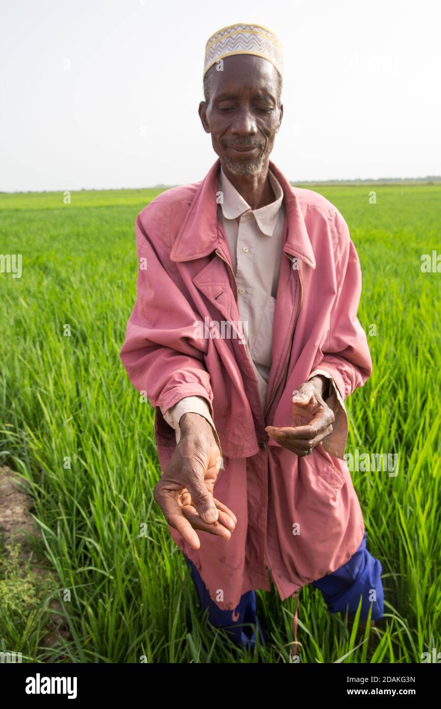 Selingue, Mali, 28th April 2015; Bakary Diawara, agricultural engineer and chief of Selingue advice team advising  Farmer Sekou Dumbia, (pink jacket). Stock Photo