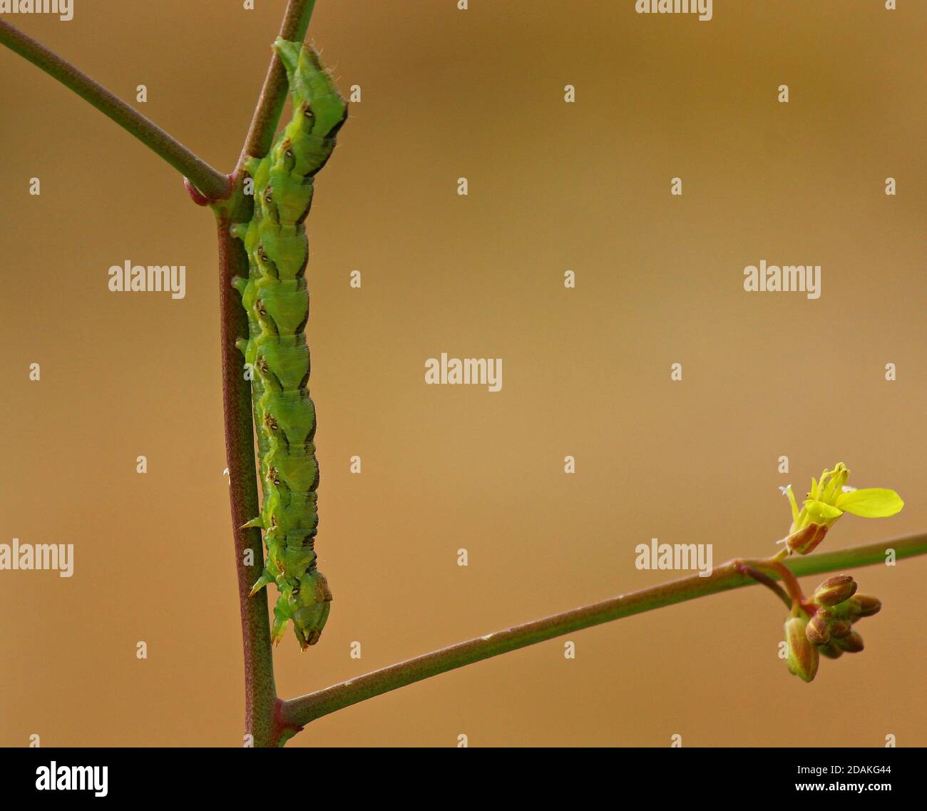Close up of a green caterpillar of a  butterfly, on green branches against a green background  Butterfly larvae climb up a plant branch Stock Photo