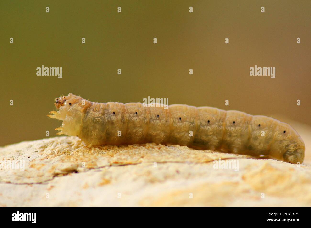 Close up of a green caterpillar of a  butterfly, on green branches against a green background  Butterfly larvae climb up a plant branch Stock Photo