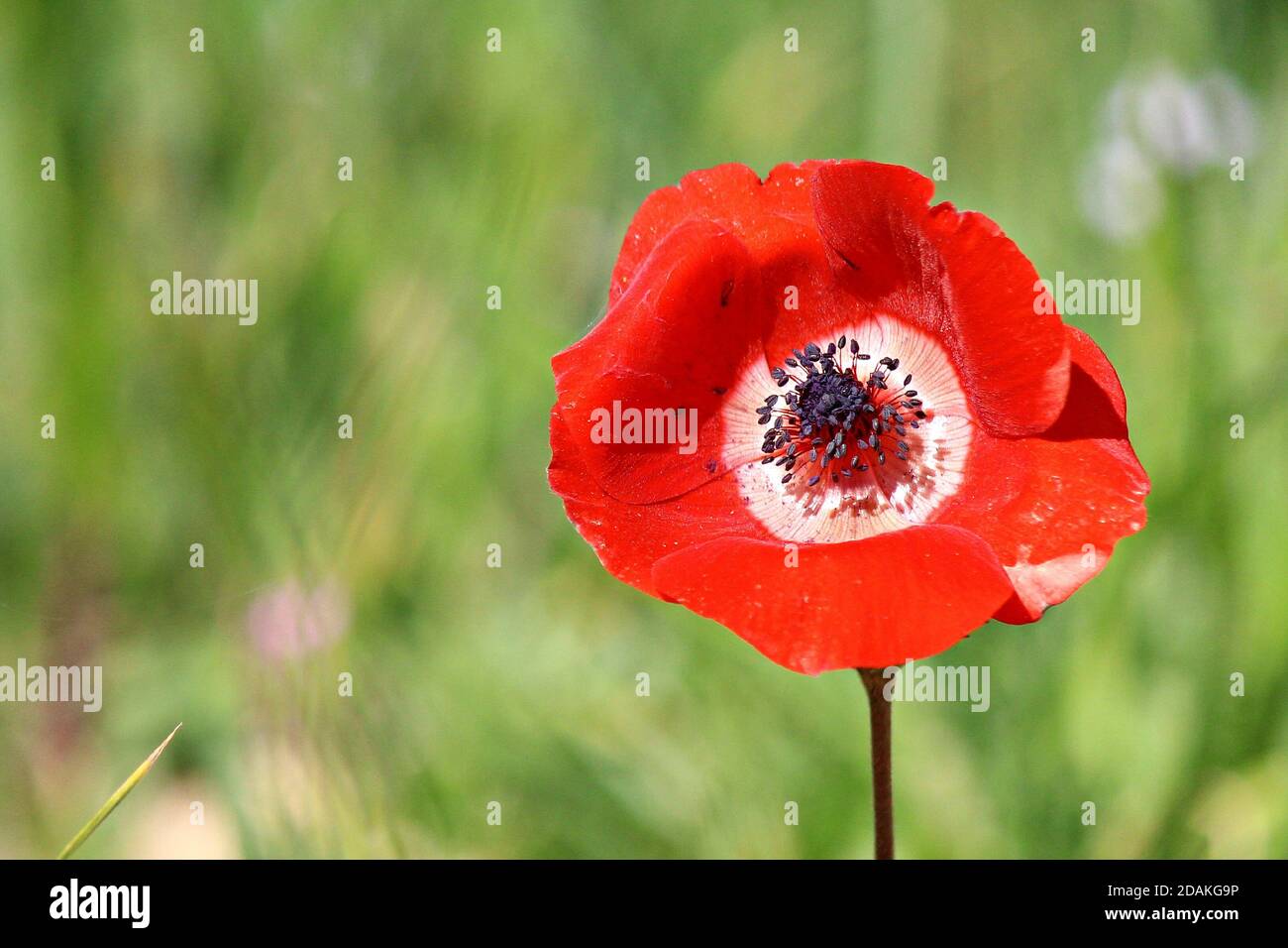 Red Anemone coronaria or beautiful Poppy Anemone blossom with 6 petals close up. Stock Photo