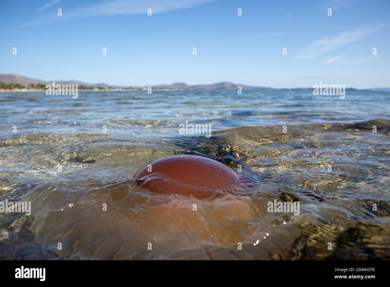 Cotylorhiza tuberculata jellyfish mediterranean hires stock