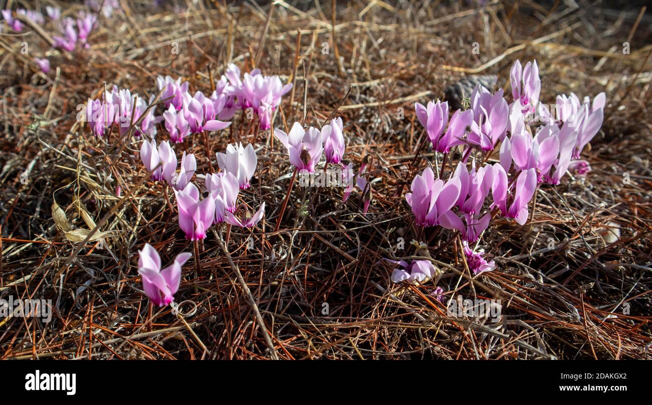 Pink cyclamen coum, hederifolium, ivy leaved, sowbread spring flowers ...