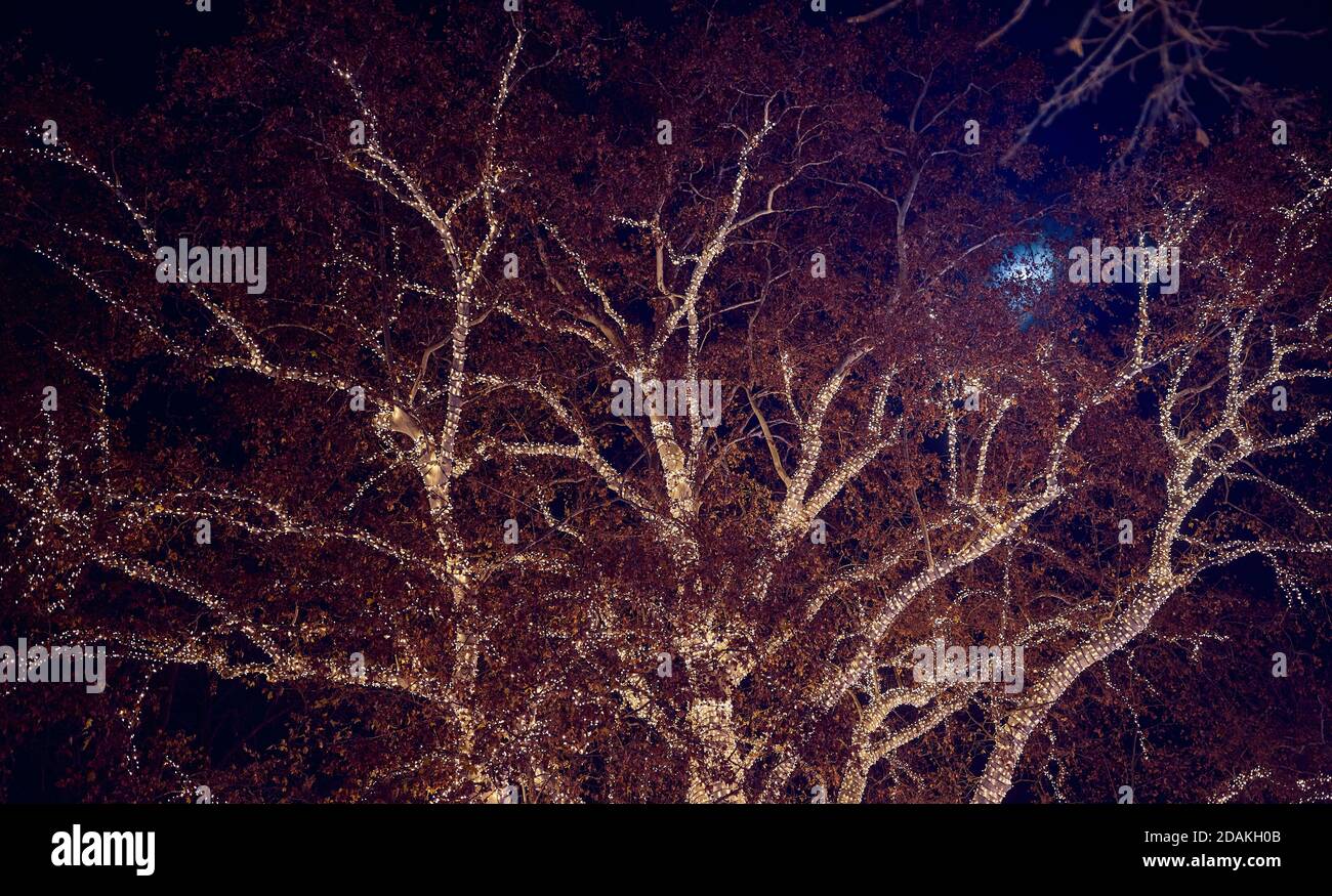New Year's lights on big tree under the moonlight on a beautiful night. Xmas, New Year, moonlight Stock Photo