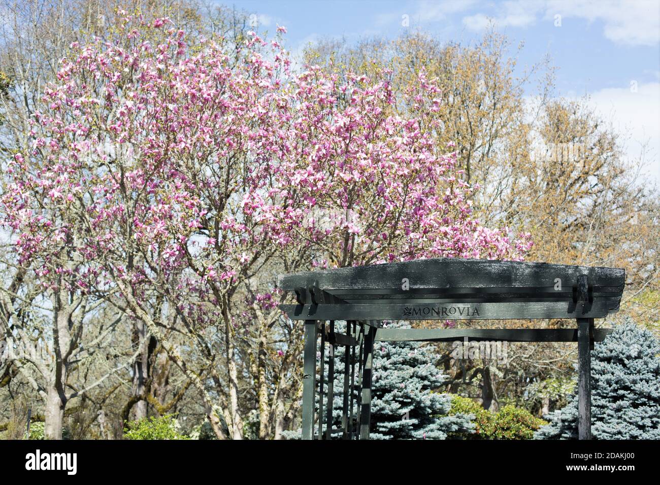 Pink magnolia trees blooming in the Northwest Gardens at the Oregon Garden in Silverton, OR, USA