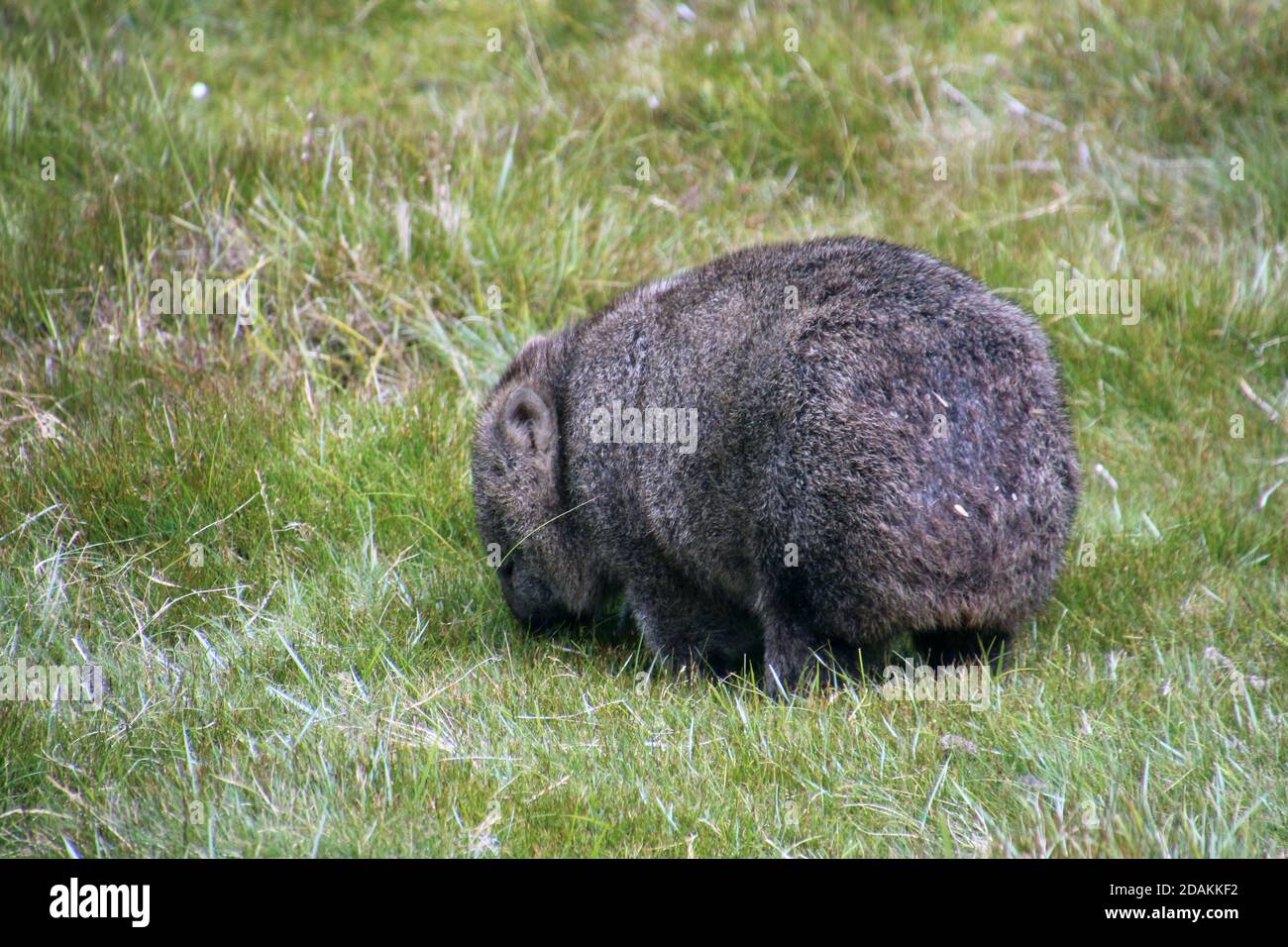Wombats on Tasmania, Australia Stock Photo - Alamy