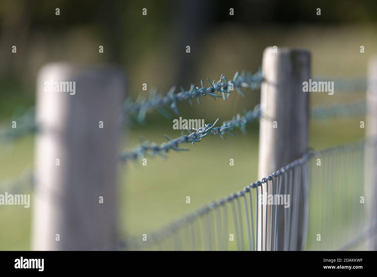 Shallow depth of field created by selective focus on a rural barbed wire fence. Thin cobweb between the wires, side lit by natural daylight sun. Stock Photo