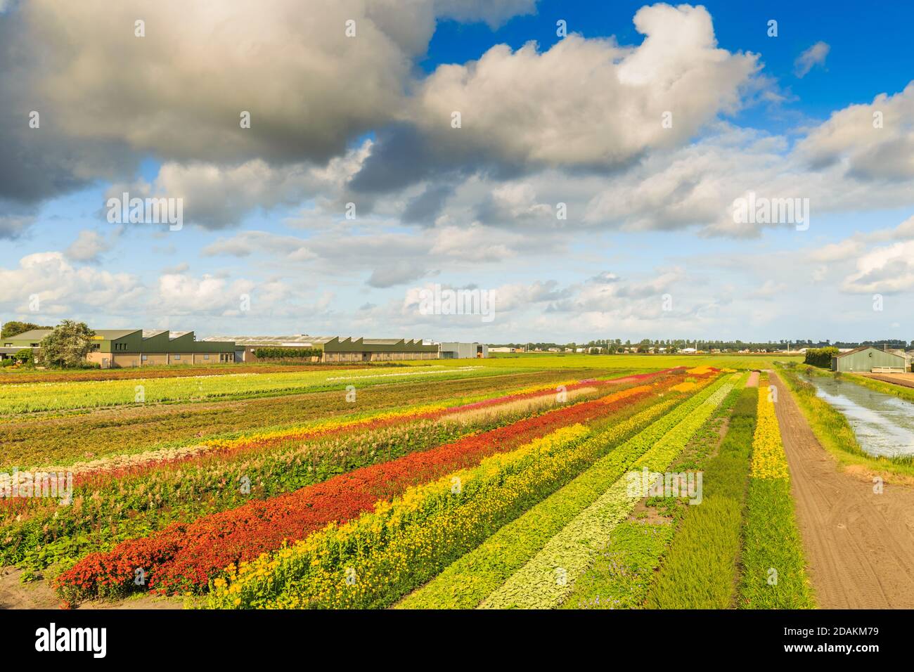 Landscape with deep perspective to horizon through diagonal strips of blooming cut flowers at outdoor nursery in late summer in colors red orange yell Stock Photo