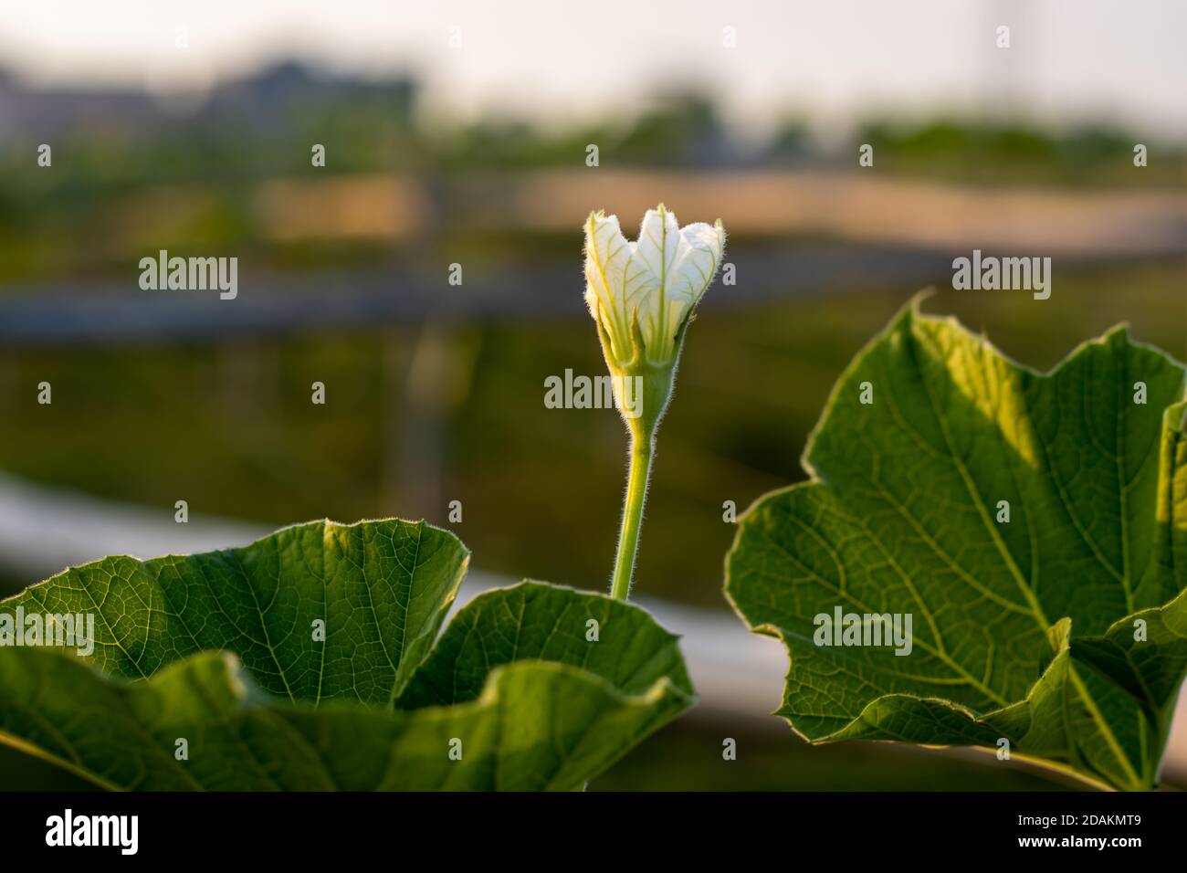 Bottle gourds vegetable white flower at the agriculture farm close up shot Stock Photo