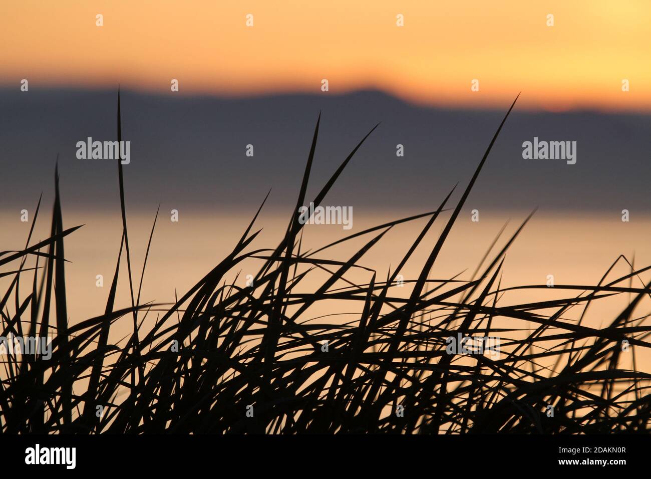 Graphic silhoutte of grass against a blurred background Stock Photo