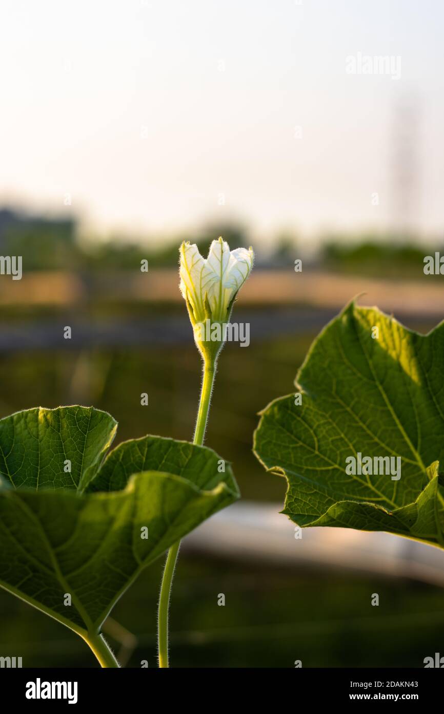 White bottle gourds vegetable flower at the agriculture farm bloomed on the net rig Stock Photo