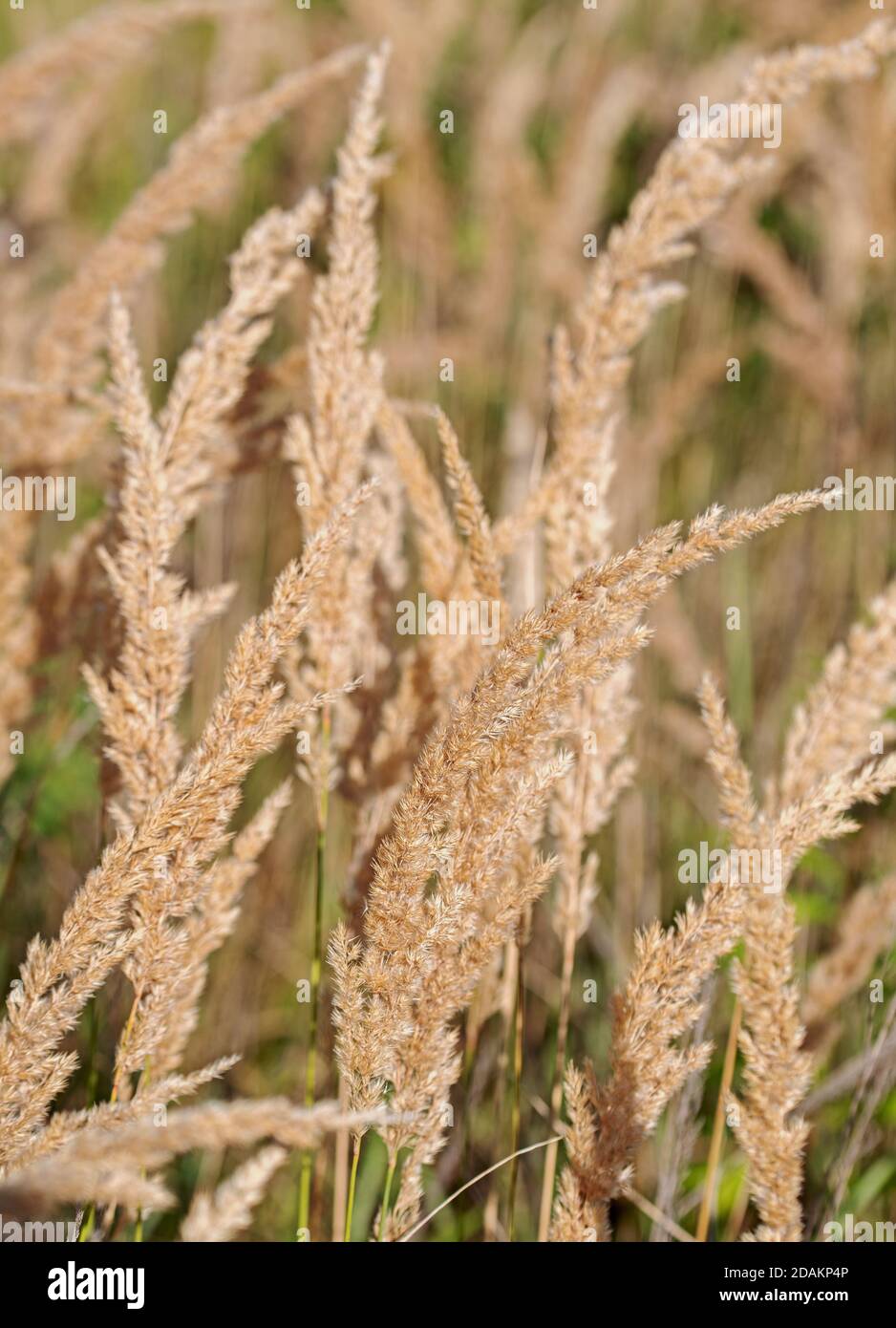 Ripe panicle grass, poa, in autumn Stock Photo