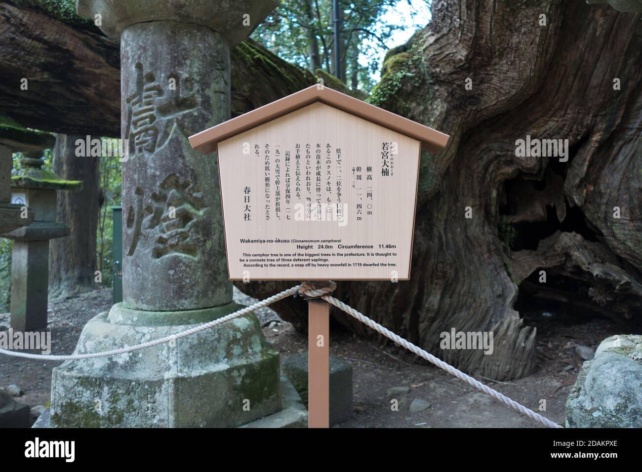 A sign for the Wakamiya-no-okusu camphor tree in Nara, Japan. Stock Photo