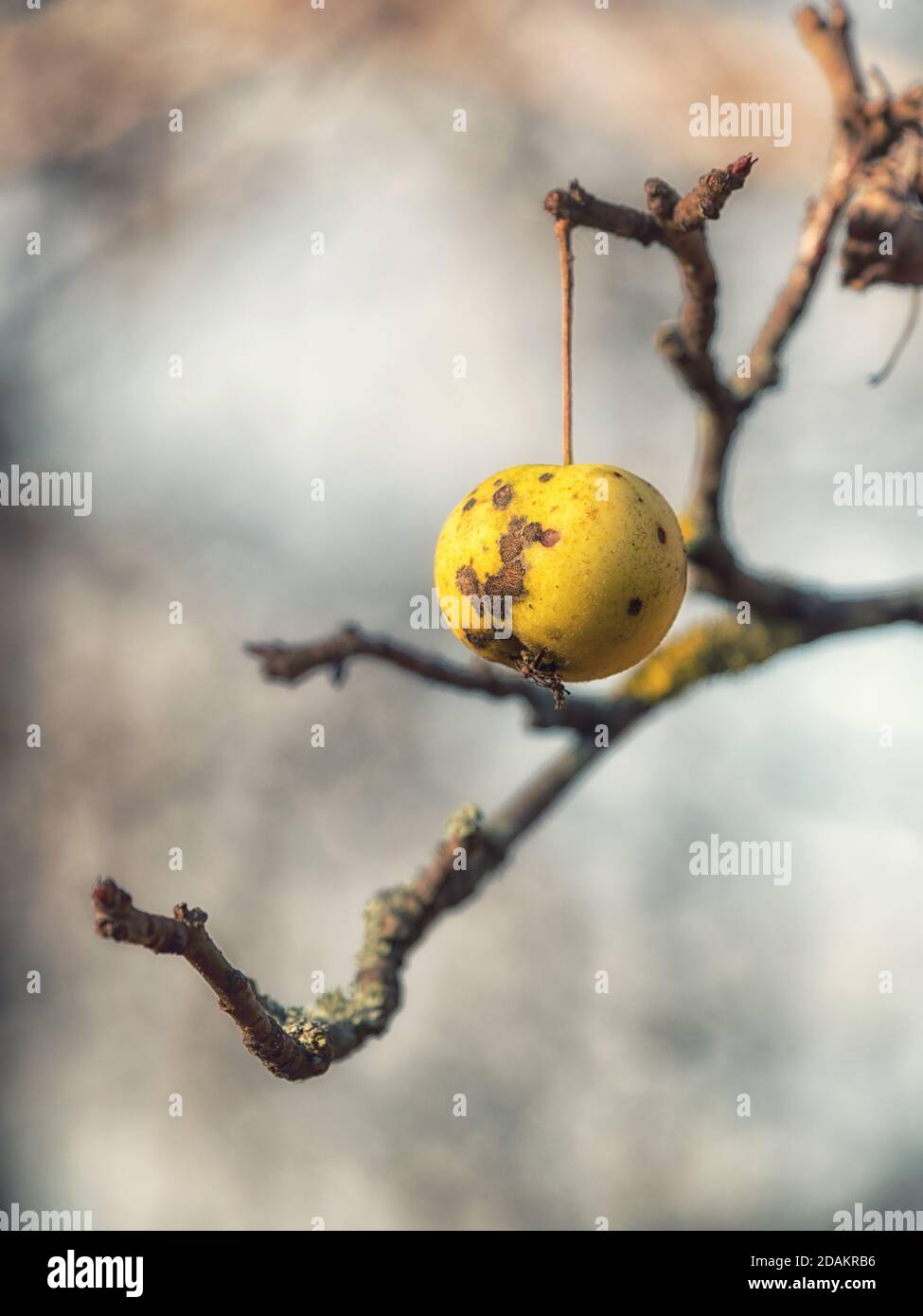 A single bad apple hanging on the tree in early winter. Stock Photo