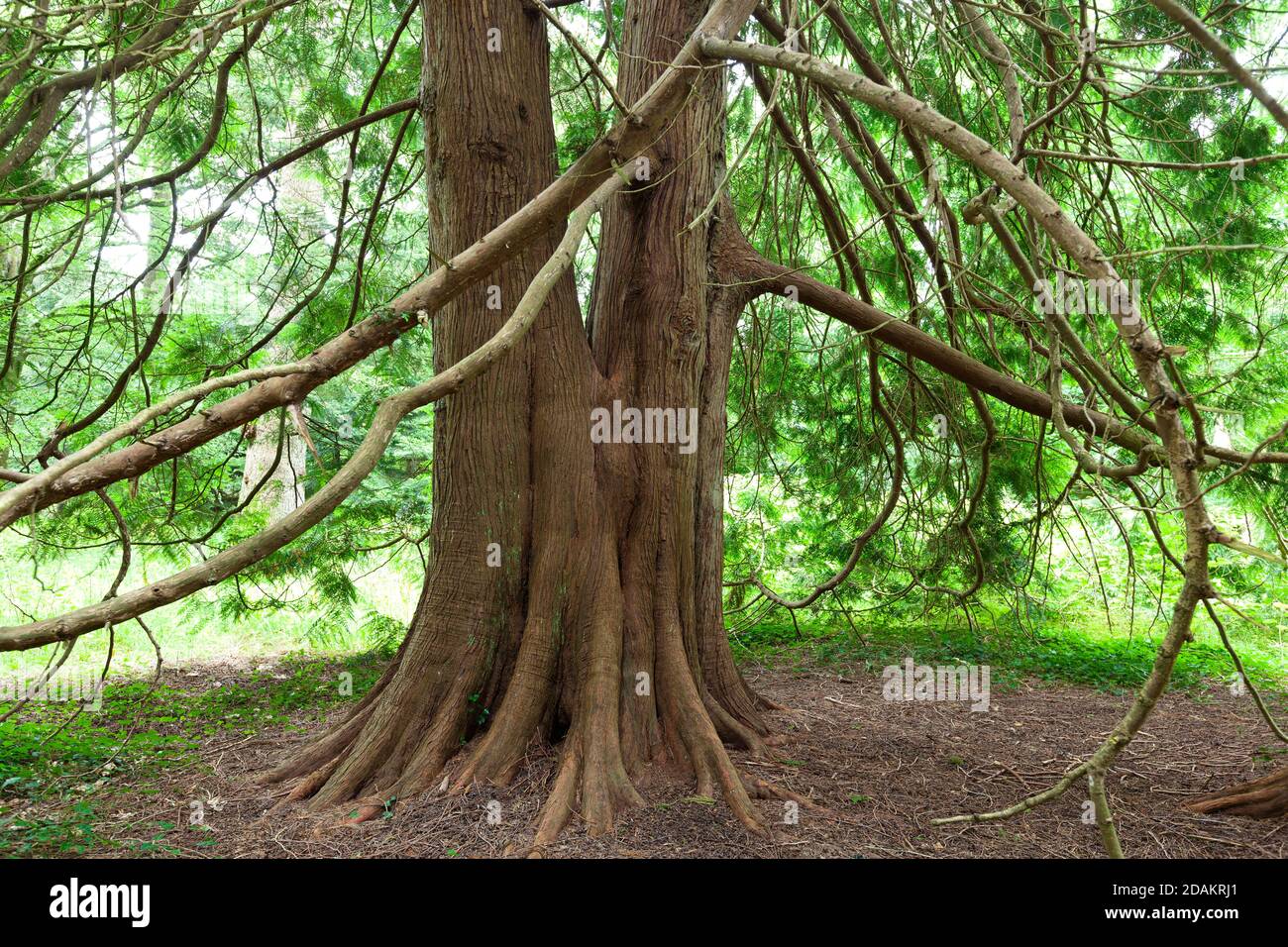 Alte Thuja (Riesen-Lebensbaum) im Wald von Saint-Sauveur-le-Vicomte, Cotentin Halbinsel Normandie. Stock Photo