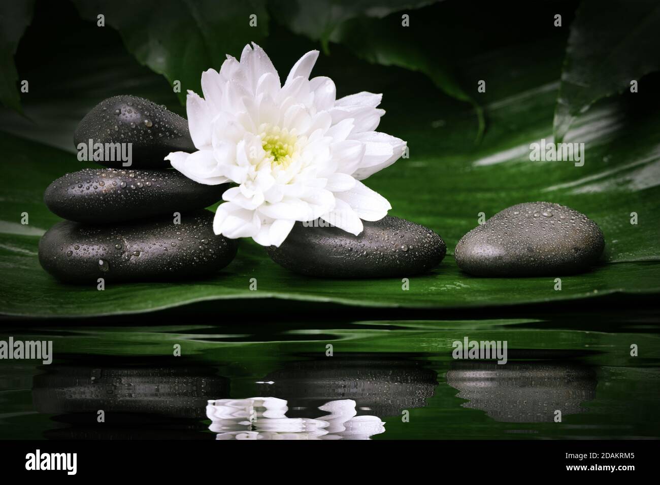 black wet spa stones with white flower on green leaf. beauty treatment concept. water reflection Stock Photo