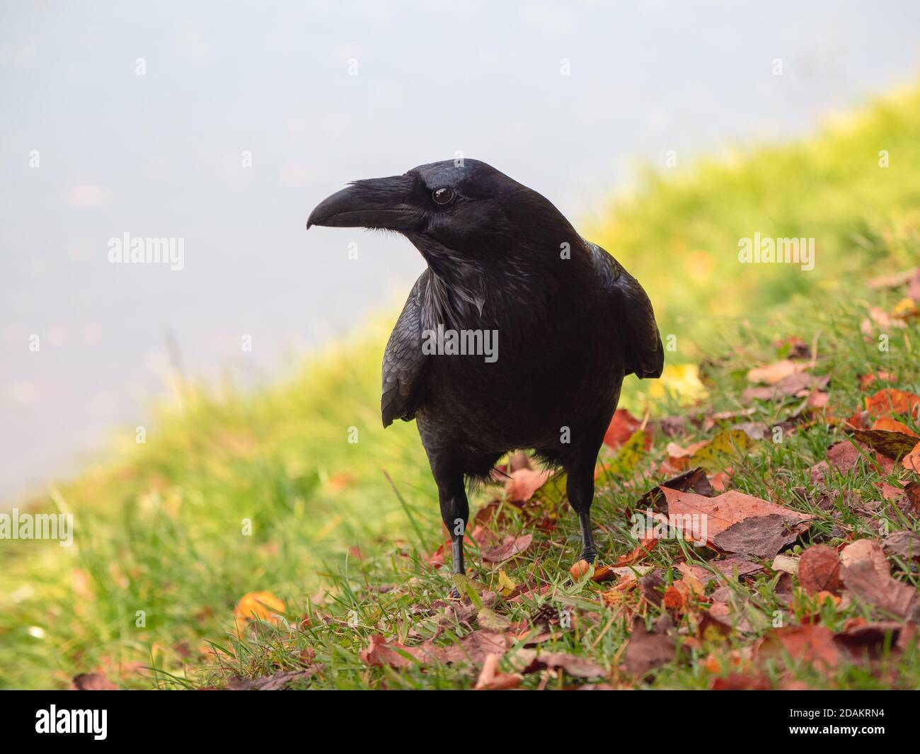 Giant raven hi-res stock photography and images - Alamy