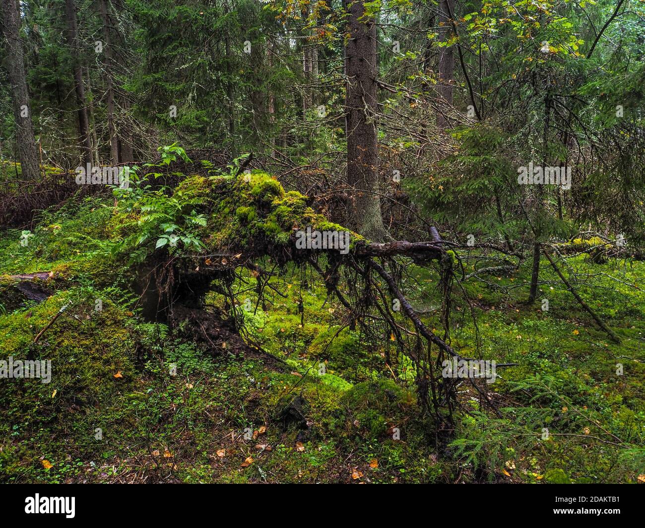 Big fallen tree root covered with thick moss in taiga. Virgin flora of ...
