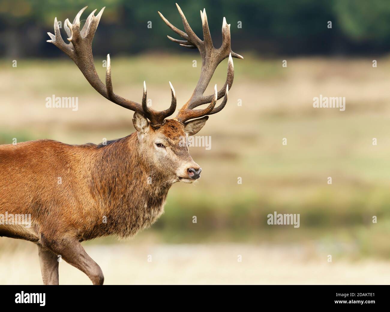 Close up of a Red Deer during rutting season in autumn, UK. Stock Photo