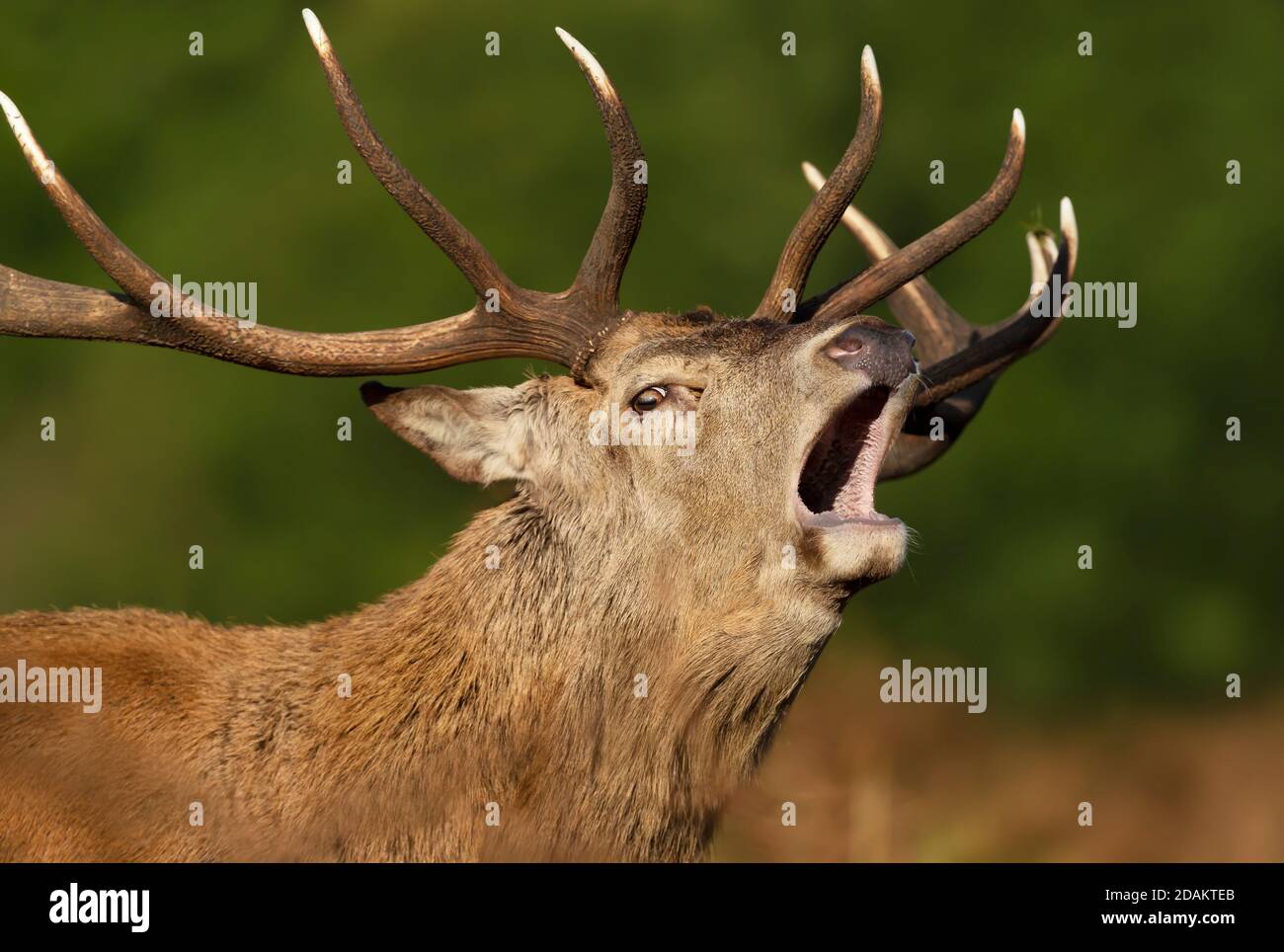 Close-up of a red deer stag bellowing against clear background during rutting season in autumn, UK. Stock Photo