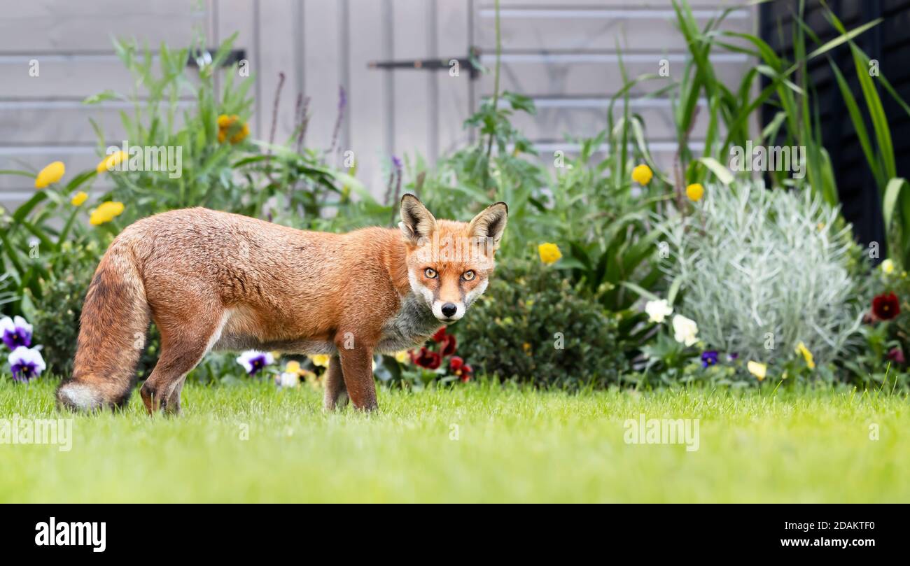 Fox out. Fox Garden of banban4. Fox Pause. Foxes in United Kingdom.