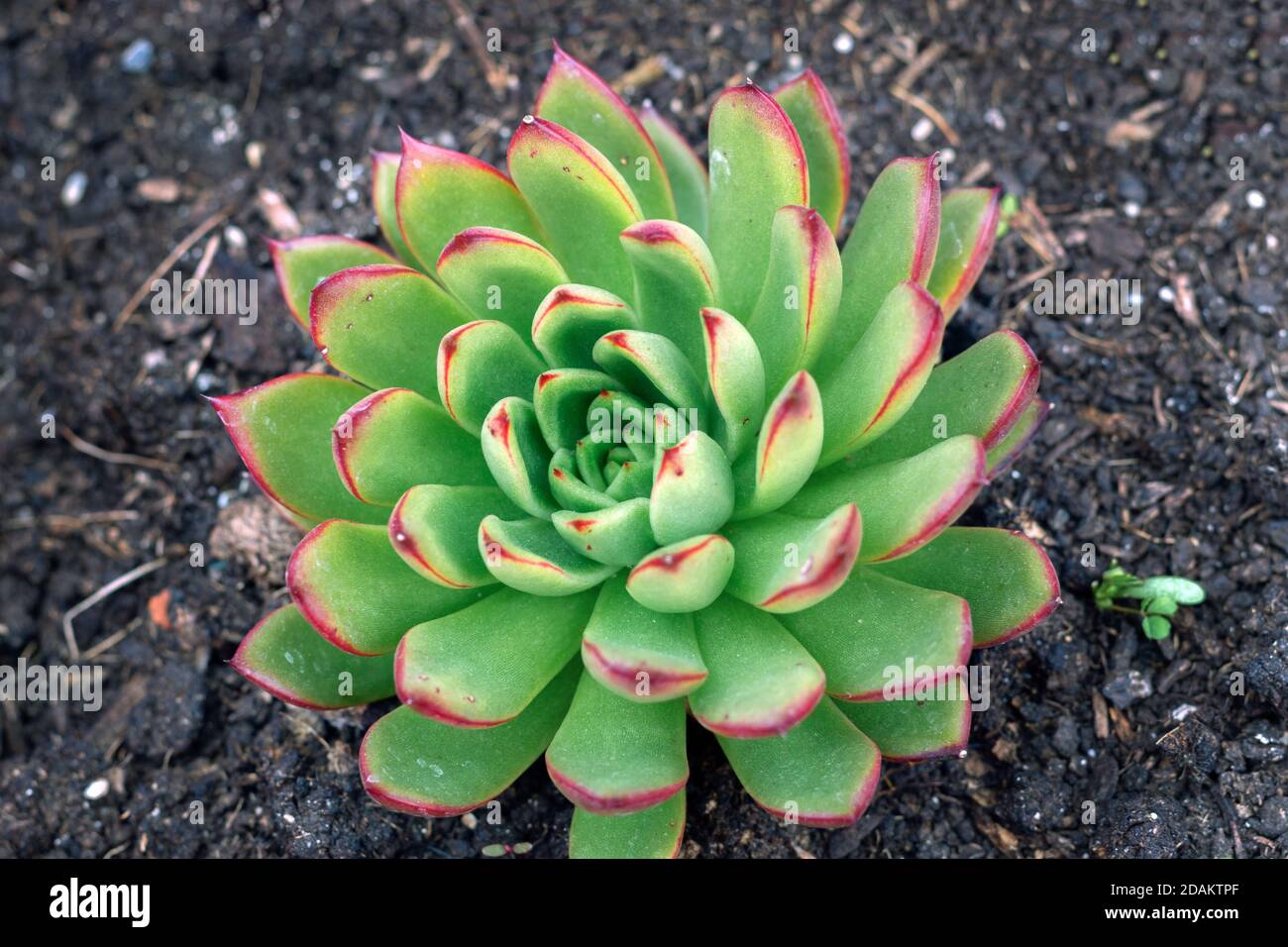 The vivid colours of the fleshy leaves of Echeveria Pulidonis Stock Photo
