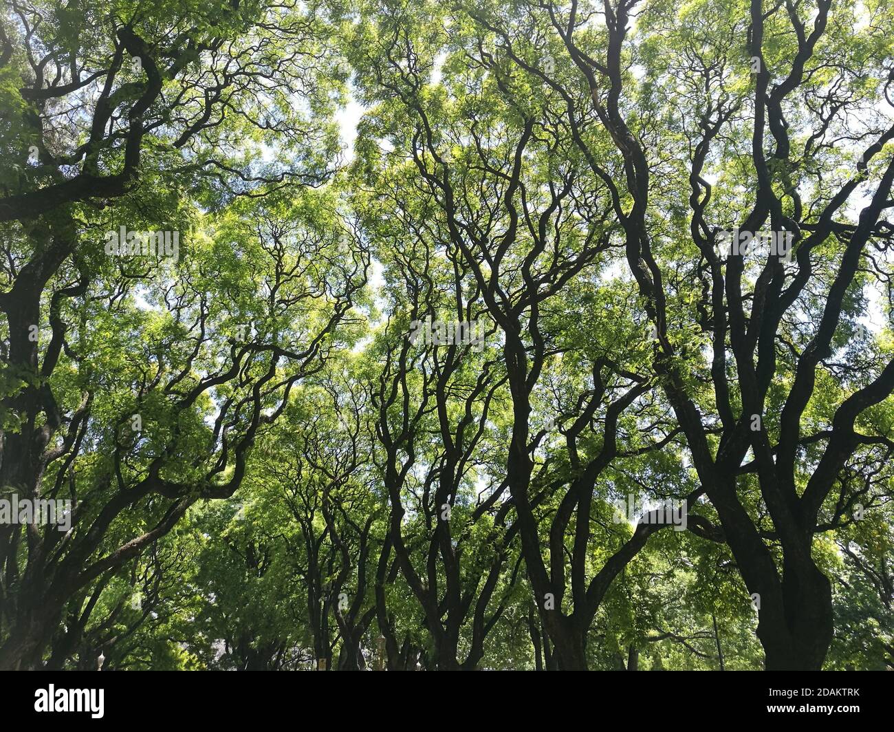 Beautiful shot growing trees hi-res stock photography and images - Alamy