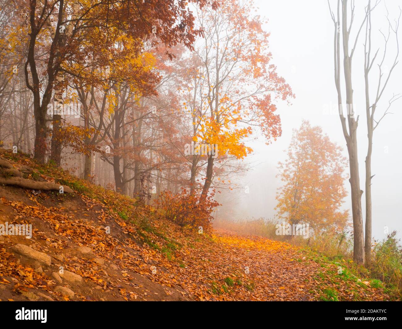 Beautiful autumn landscape with trees and fog on the mountainside Stock ...